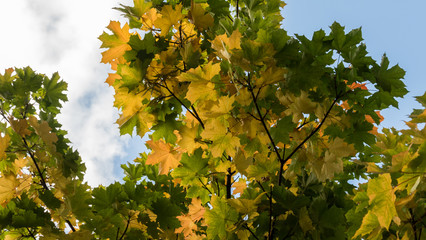 autumn maple leaves against the sky