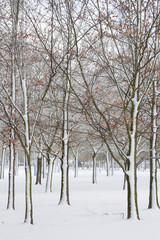 Fototapeta premium Parque Publico con Arboles, Nevado en Invierno