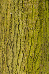 Tronco de Arbol con Musgos o Liquenes
