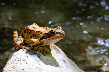 Brauner Frosch auf einem Stein