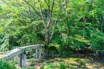 Nationally designated natural monument area in Rakujuen Park,Mishima Japan