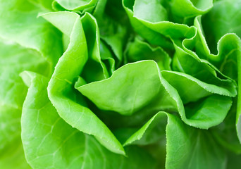 Fresh green leaf Organic vegetable using as background clean food
