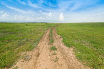 soil road between grass field