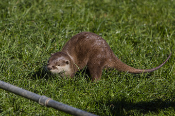 Otter