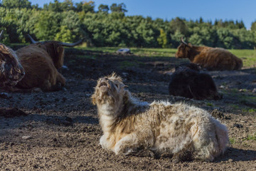 Naklejka premium Hochlandrinder