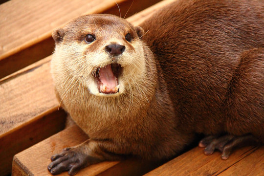 Loutre