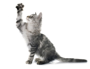 maine coon kitten