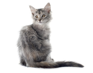 maine coon kitten