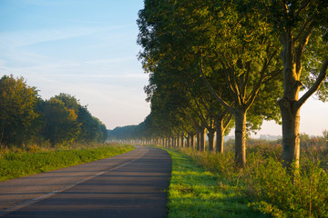 Trees along a road through a hazy sunny landscape