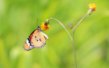 Butterfly with flower and green environment background