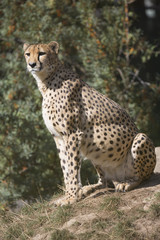 Cheetah, Acinonyx jubatus, watching nearby