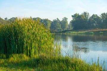 Shore of a lake under a blue cloudy sky in autumn
