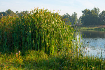 Shore of a lake under a blue cloudy sky in autumn
