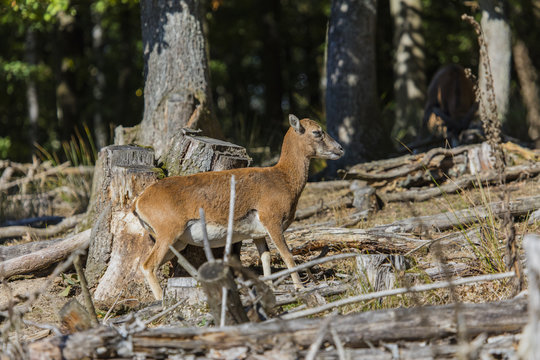 Muffeltiere