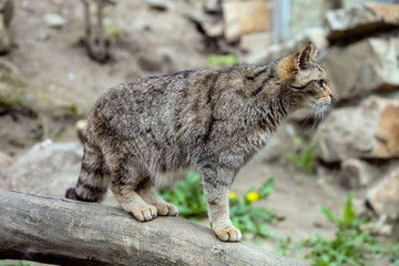 Naklejka na ściany i meble European wild cat, Felis s.silvestris