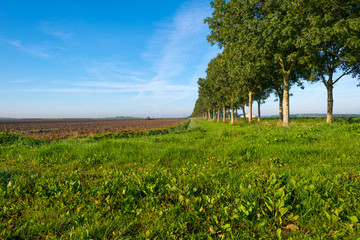 Obraz premium Trees along a hazy sunny field in autumn