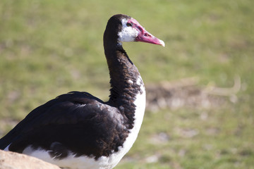 Portrait of a Spur-winged Goose, Plectropterus gambensis