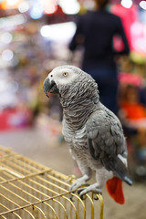 African grey parrot or Congo African grey parrot (Psittacus erithacus), also named jaco (jaquot)