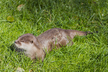 Otter