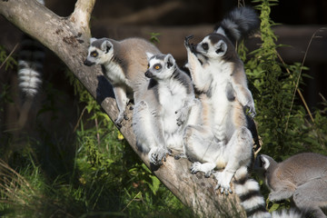 Lemur catta,  Ring-tailed Lemur sunning in the morning sun