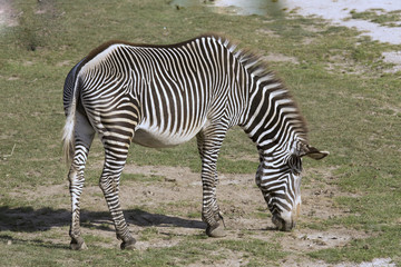 Fototapeta na wymiar grazing Grervy's zebra, Equus grevyi