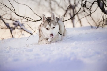 хаски