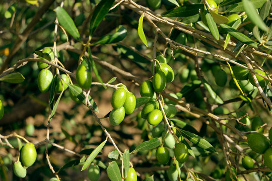 Olives de Provence