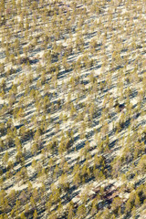 pine woodlands, top view