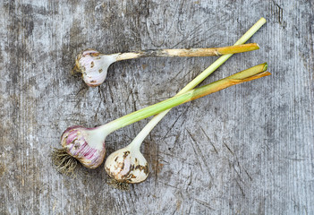 Fresh head of garlic on old wooden board in vintage style
