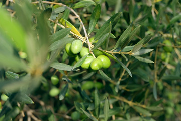 Olives  de Provence
