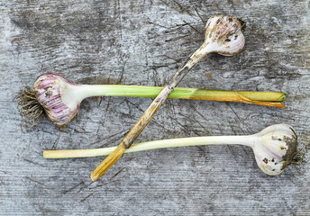 Fresh head of garlic on old wooden board in vintage style