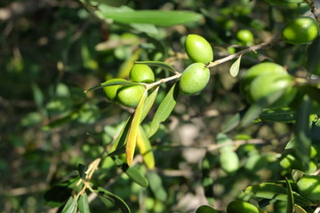 Olives  de Provence
