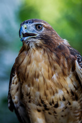 Obraz premium Red tail Hawk