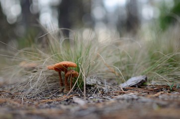 mushroom