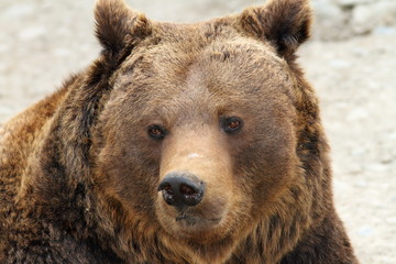 big brown bear portrait