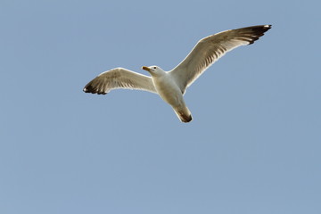 caspian gull over blue sky