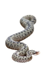 isolated beautiful female common adder