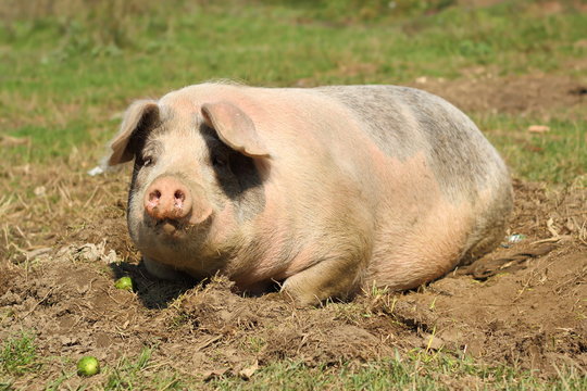 lazy sow laying down