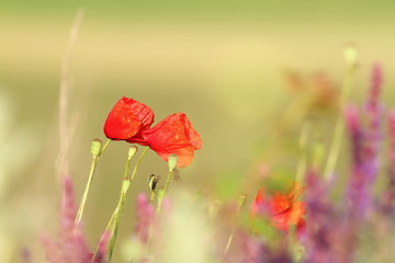 two beautiful poppies in the field