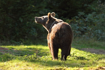wild brown bear in the carpathians