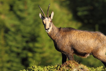 wild chamois looking at the camera