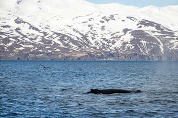 Buckelwale © RS.Foto
