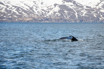 Buckelwale © RS.Foto