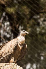 Vulture