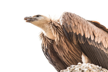 Vulture