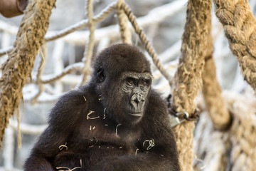 Gorilla