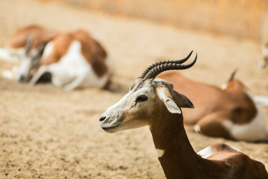 Gazelle