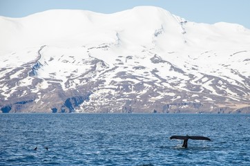 Buckelwale © RS.Foto