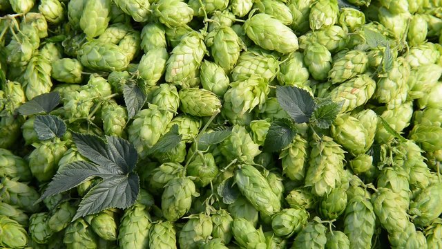 Detail of hop cones,zoom out