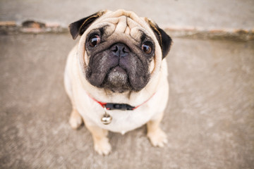 Close up of Beautiful male Pug puppy